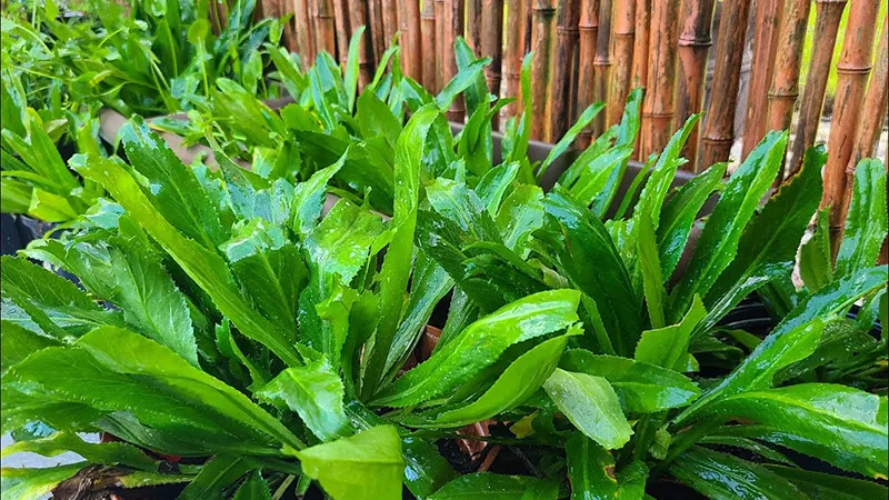 cach-tri-hoi-mieng-bang-ngo-gai
