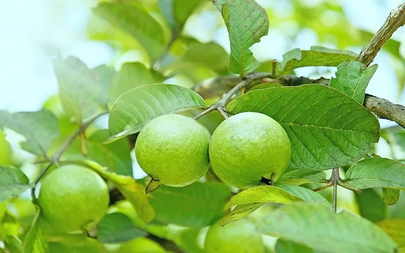 cach-lam-het-nhuc-rang-vinh-vien-2